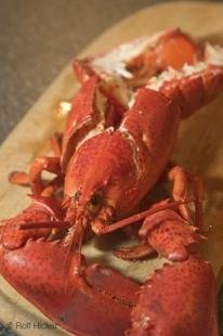 photo of Cooked Lobster Newfoundland