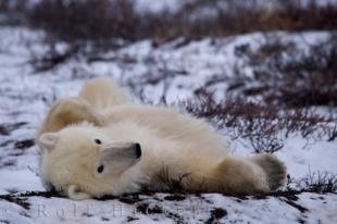 photo of Cool Polar Bear Photo Hudson Bay Canada