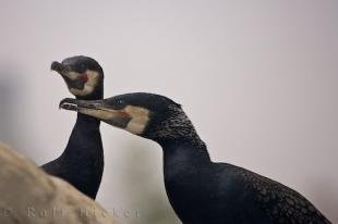 photo of Cormorant Birds LOceanografic Valencia Spain