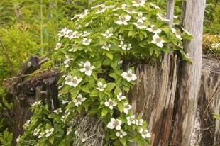 photo of Cornus Canadensis L