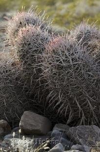 photo of Cottontop Cactus Plant