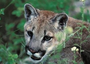 photo of Cougar Pictures