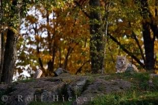 photo of Coyote Wilderness Parc Omega Montebello Quebec