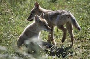 photo of Coyote Puppies