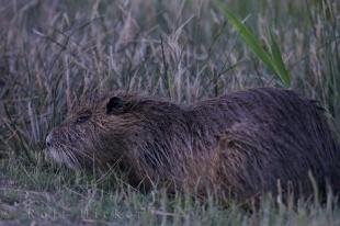 photo of Coypu Camargue France