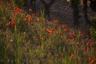 photo of Crimson Poppies Picture Bouches Du Rhone
