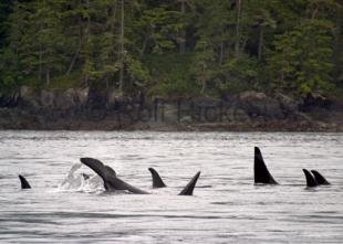 photo of Killer Whales CRW 0050