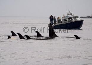 photo of Whale Watching Northern Vancouver Island Small Boat