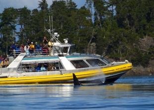 photo of Mackay Orca Whale Watching Tour