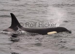 photo of Orca Whales CRW 0100