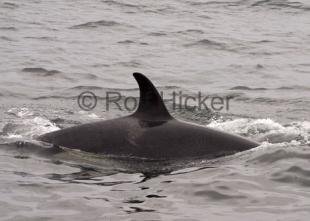 photo of Killer Whales CRW 0103