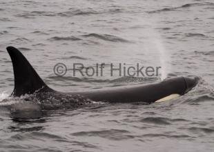 photo of orca whale CRW 0106