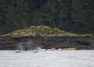 photo of kayak whale adventure