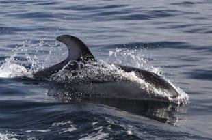 photo of Marine Mammal Of Canada