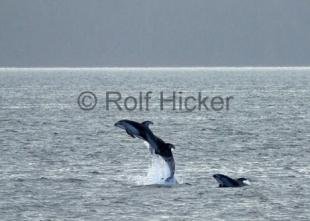 photo of dolphins of canada