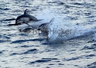 photo of CRW 0742