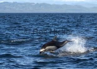 photo of Pacific White Sided Dolphin Beside Boat