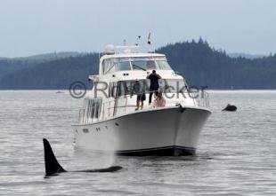 photo of private whale watching tours