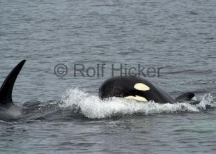 photo of CRW 1075