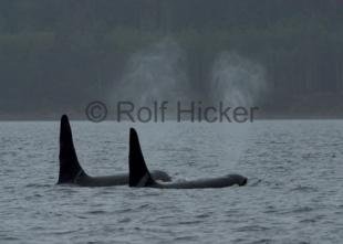 photo of CRW 1136