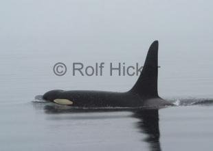 photo of orca in fog