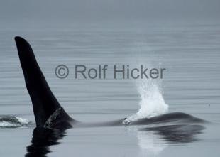 photo of Killer Whale watching