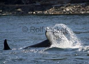 photo of CRW 1391