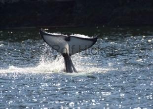 photo of CRW 1463