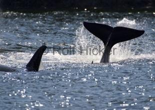 photo of CRW 1465