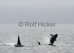 photo of CRW 1738