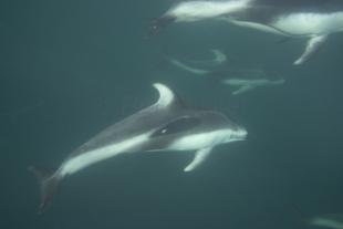photo of dolphin under water