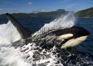 photo of surfing killer whale