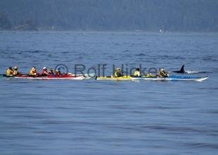 photo of Kayaking With Orcas Johnstone Strait