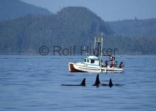 photo of whale watching in canada