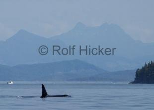 photo of BC Whale Watching Mountain Scenery