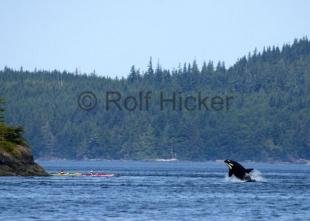 photo of Kayak Adventure Jumping Killer Whale