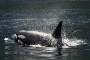 photo of CRW 3297