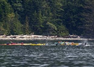 photo of Kayaking Tours Whale Watching British Columbia