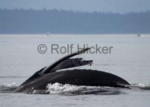 photo of CRW 3627