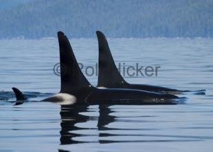 photo of port hardy whale watching