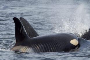 photo of injured killer whale