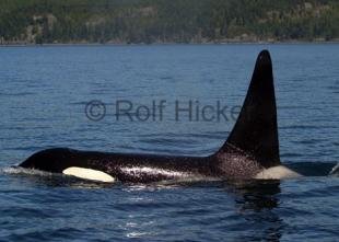 photo of CRW 4293
