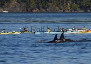 photo of Kayaking With Whales Johnstone Strait