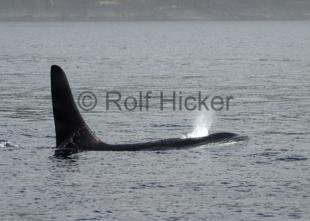 photo of CRW 4346