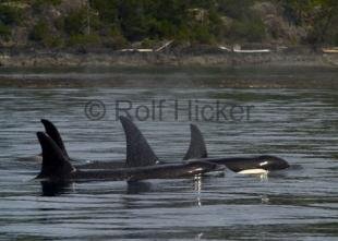 photo of CRW 4449
