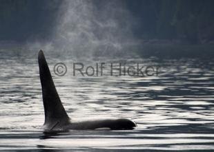 photo of CRW 4648
