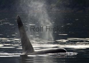 photo of CRW 4654