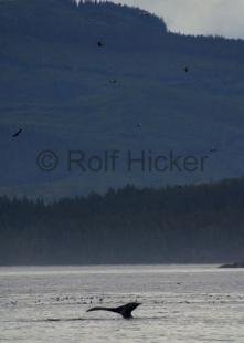photo of CRW 4687