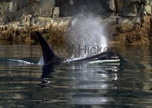 photo of CRW 4994