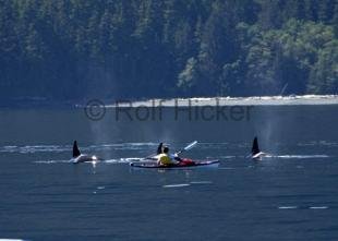 photo of kayaking orca